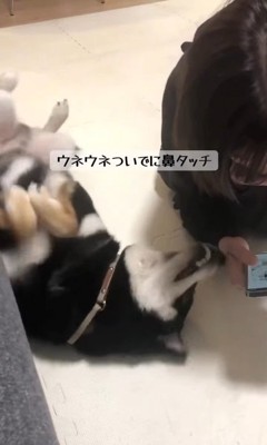 ウネウネしながらお鼻でタッチ!