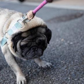 犬に絶対やってはいけない『無理強い』4つ 愛犬に悪影響を与えるNG行為とは?