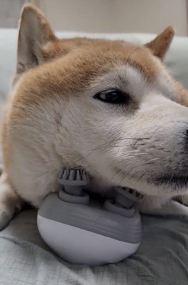首元をほぐす犬