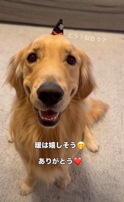 帽子を被った笑顔の犬