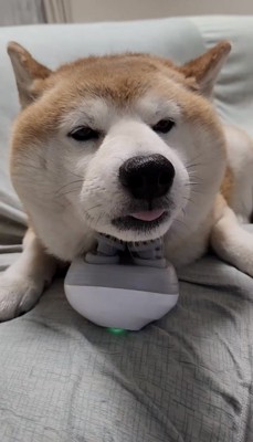 マッサージ器にあごを乗せる犬