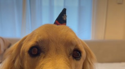 小さな犬用帽子