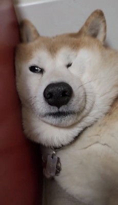 頬が寄った犬