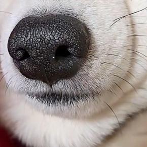 転がっている犬を撮影→『重力で顔がつぶれている』と思ったら…物理の法則を無視している『まさかの顔面』が51万再生「なんでなん?」「目がw」
