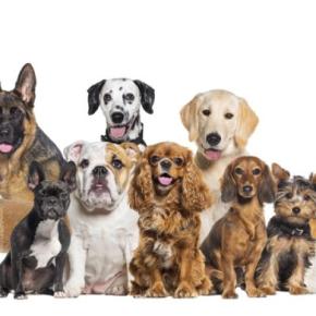 『アニメに登場する犬』の種類7選 世界中で親しまれている有名なキャラクターとは?