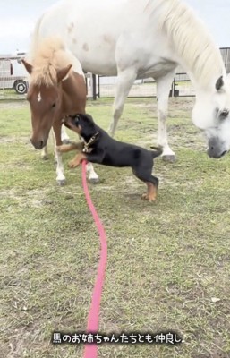 馬にじゃれつく犬