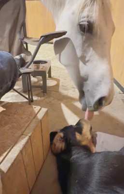 犬の顔を舐める馬