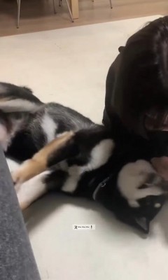 「こうなったら力技だ!」