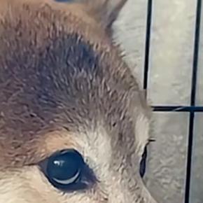 外から『太鼓の音』が聞こえてきた結果→家の中にいた犬が怖がって…緊張感が伝わってくる『表情』が31万再生「目たまらんw」「抱きしめたい」