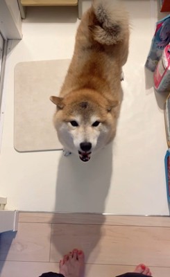 「僕にもドライヤーの風当てて~!」