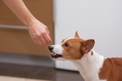 手を出す、唸る犬
