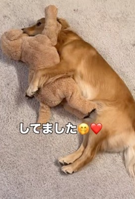 犬のぬいぐるみで遊ぶ犬