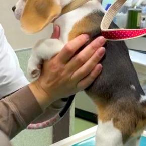赤ちゃん犬が初めて動物病院へ→診察台で注射を打とうとしたら、獣医師さんに…可愛すぎる光景が105万再生「元気な子だ」「暴れん坊将軍w」