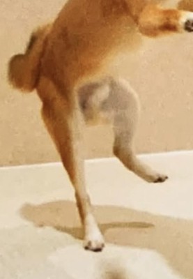 片足を上げて立つ犬