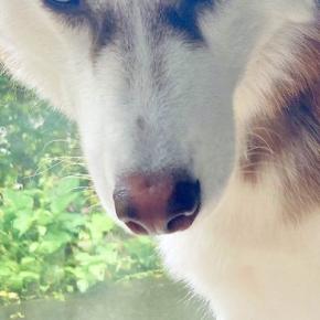 ハスキー犬が『パパに向ける目』と『ママに向ける目』を比較→あからさま過ぎる『態度の差』に4万いいね「戦闘力高そうで草」「こんな違うのww」