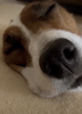 いびきをかいて熟睡中