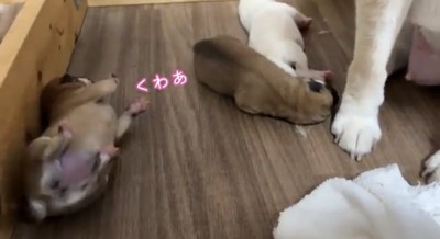 床でもぞもぞ動く3匹の犬