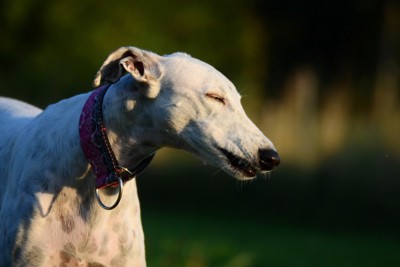 鼻がむずむずしている犬