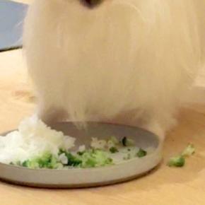食事中、犬の顔が汚れてしまうので『シャワーキャップ』を頭にかぶせた結果→可愛すぎる光景に4万いいね「給食当番みたいで草」「パーマおば」