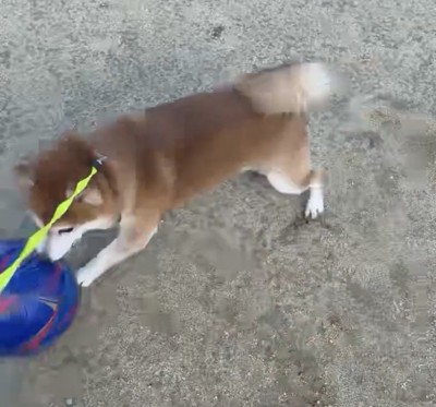 ボールに前足を伸ばす犬