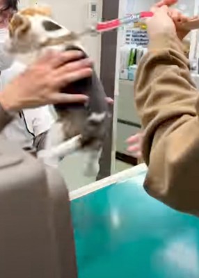 ジャンプして先生のマスクを引っ張る犬
