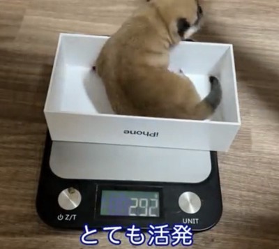 箱の中で動く犬