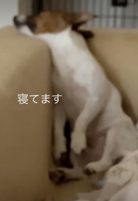 背もたれの角にいた!