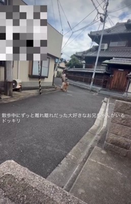 お散歩中のれおんちゃん