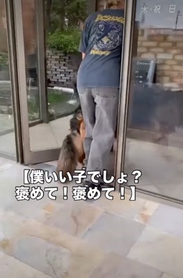 中へ入る犬