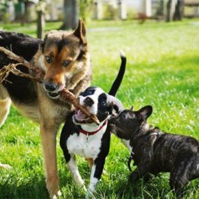 仲がいい犬同士がみせる行動3つ ワンコたちはどうやって距離を縮めているの?注意点まで
