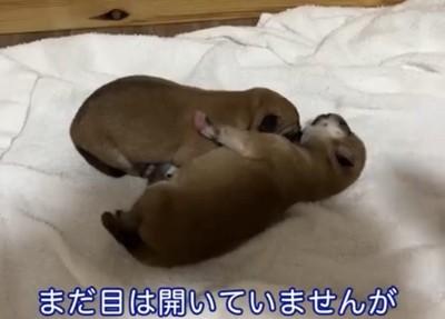 寄り添う2匹の犬