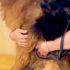 体重34キロの大型犬と病院へ→診察室で待機中、抱っこをせがんで…自分のサイズが分かっていない『赤ちゃんな光景』に絶賛「外見のギャップw」