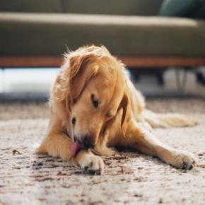 犬を『不安にさせる』飼い主の行動6選 愛犬を安心させるために意識すべきことまで