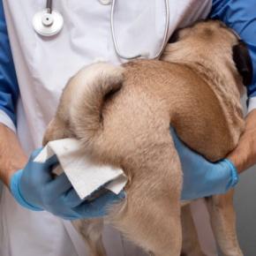 犬の『肛門腺絞り』絶対してはいけないNG行為7選 愛犬に大きな負担をかける不適切なケアとは