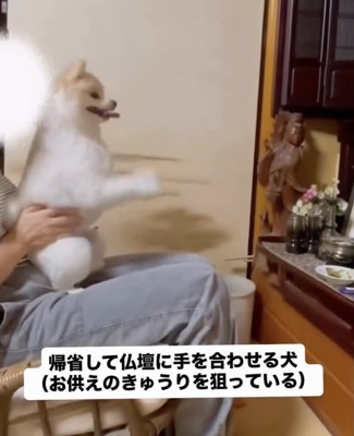 ポポちゃんはきゅうりが大好き