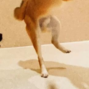 犬をペットホテルに預けた結果→『みんなと元気に過ごしてました』と写真が送られてきたので、確認すると…衝撃の一枚に1万いいね「北斗の拳で草」