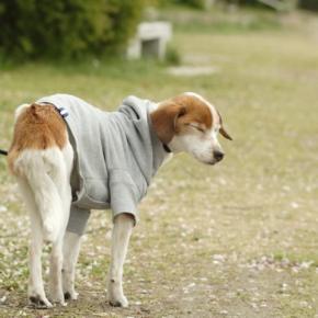 犬の『くしゃみが止まらない』原因5つ 病気かどうかを判断する方法や受診のタイミングまで