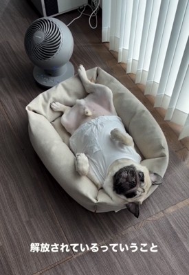 手足を広げて寝る犬