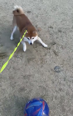 ボールの前で低く構える犬