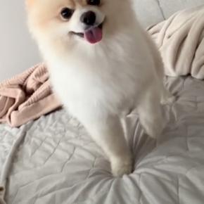 ママに起きて欲しい『吠えない犬』→『どうやって起こすのかな』とこっそり撮影すると…とんでもなく尊い行動が11万再生「なんて優しい起こし方」