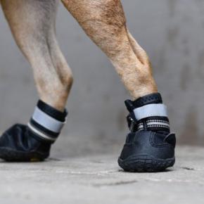 犬に靴を履かせるべきタイミング2つ ストレスにならない履かせ方のコツとは?