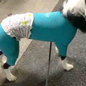 『おともだちのママ』に会った犬→『大好き』が爆発してしまい…まさかの行動に2675万再生の大反響 おしりが飛んでいきそうな光景にほっこり