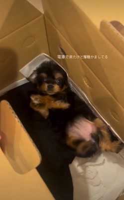慌てて飛び起きる雨ちゃん