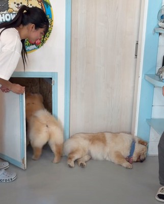 1匹だけ帰らない犬