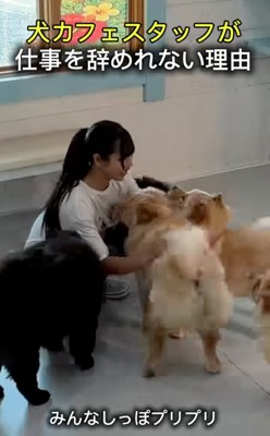 女性に集まる犬たち