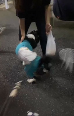 友達の飼い主に撫でてもらう中型犬