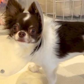 夕飯の準備中、犬が『ママきて!』と訴えていたので見に行くと→なぜか女の子が…『まさかの光景』が45万再生「一生懸命でたまらん」「笑った」