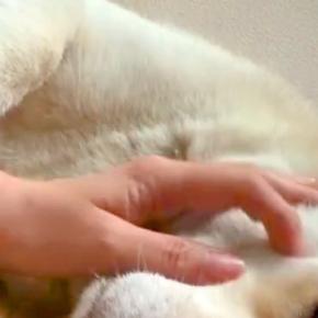 眠そうな犬を『トントン』と寝かしつけた結果→目を閉じると…赤ちゃんすぎる『おてての使い方』に悶絶「人の赤ちゃんと一緒」「なんて幸せな顔」
