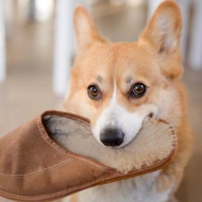 犬がよくやる『お茶目な行動』4つ 可愛くて憎めない仕草の意味や注意点までご紹介