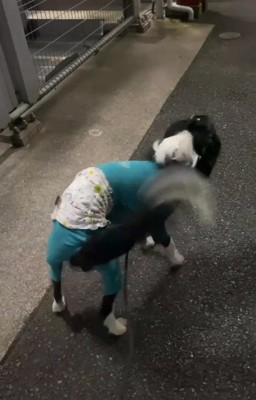 尻尾を振りながら駆け寄る中型犬